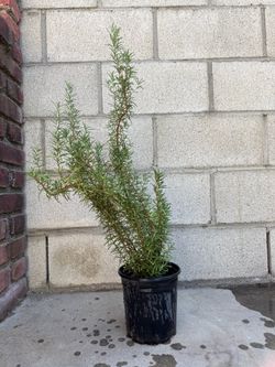 Rosemary plant