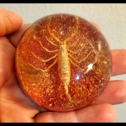 Vintage Maack Co Red Glitter Real Scorpion Insect Dome Paperweight Taxidermy.