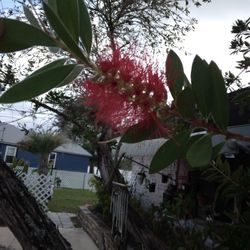 40 Bottlebrush Seeds $6-Ship $3.50