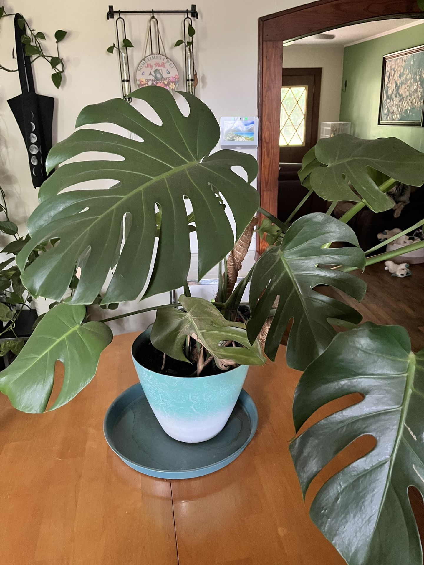 Monstera (Swiss Cheese) House Plant