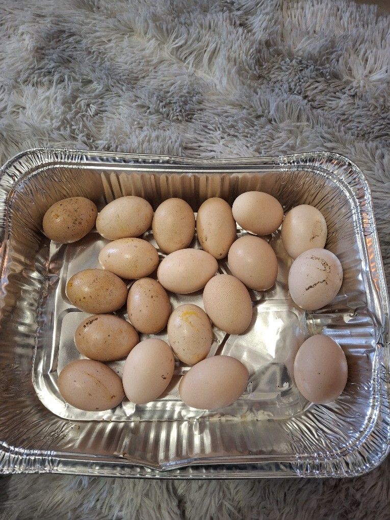 Organic EGGS 🥚