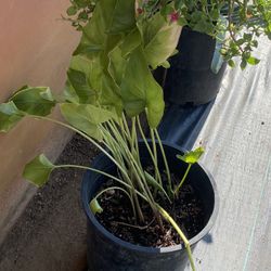 Plant