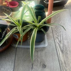 Healthy Spider Plants