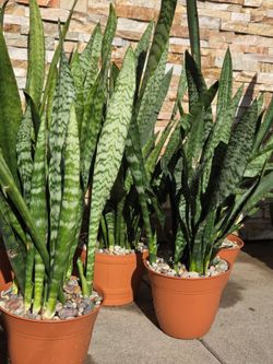 Snake Plants available ($25 Each)