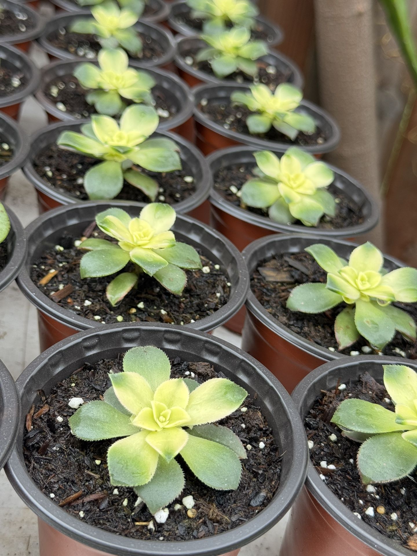 Succulents Plants 4”pot