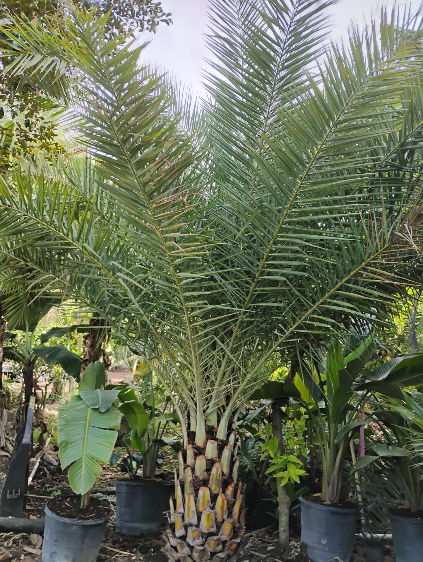 Sylvester Palm 🌴$200 per ft. Of clear trunk 🌴 diamond cut included