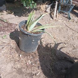 Aloe Plant 15$
