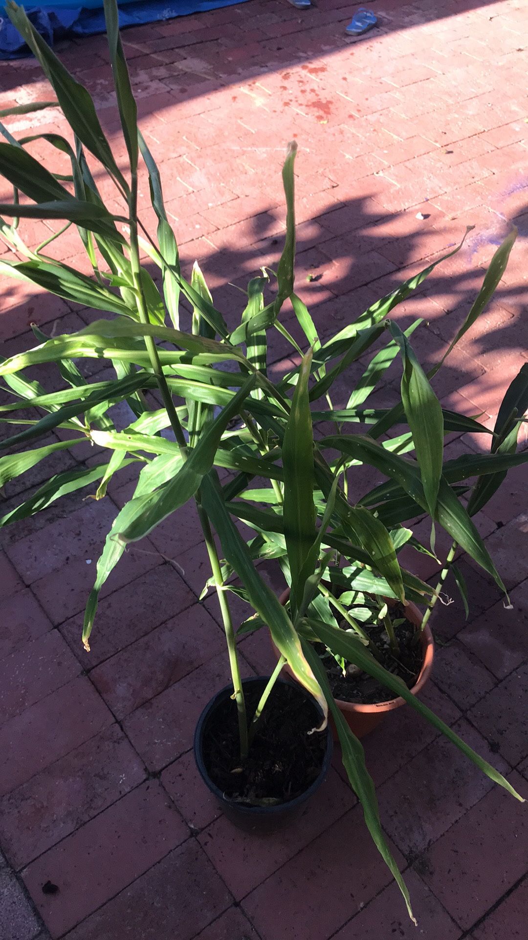 Planta De Jengibre !