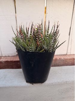 Snake plant/ succulent