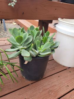 Round-Leafed Naval-Wort Plants