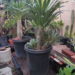Madagascar Palms