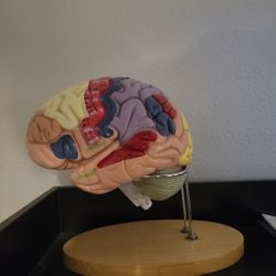 Brain Model With Poster