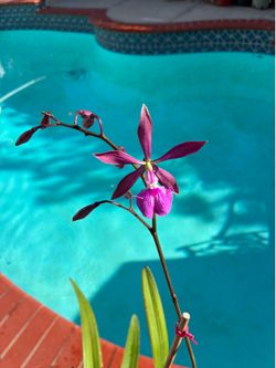 Encyclia Verano live orchid plant
