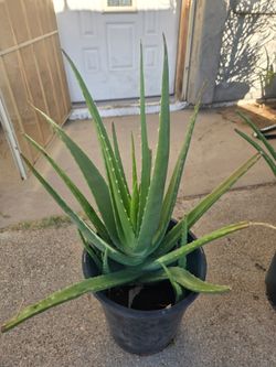 Aloe Veras