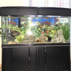50 Gallon Aquarium With Cover And Stand