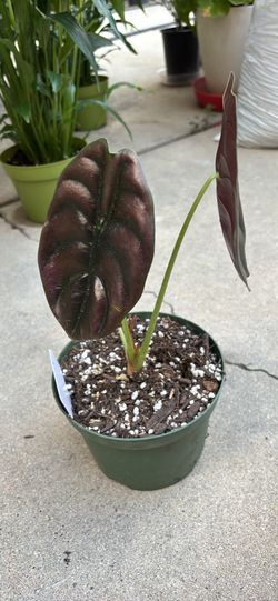 Alocasia Red Secret