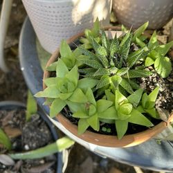 Planta