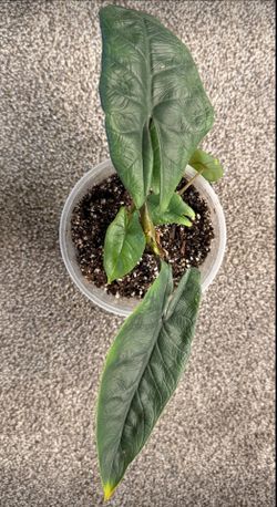 Alocasia Scalprum Mature Mother Plant 🌿
