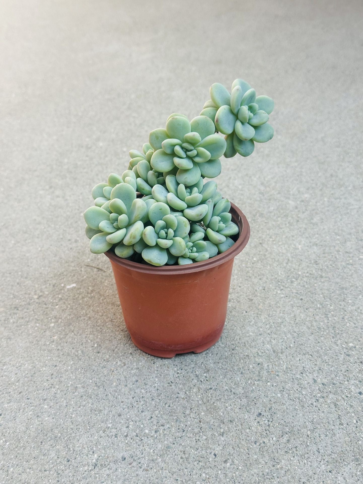 Succulents plants 🪴 