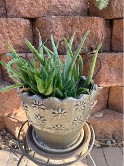 Aloe plant