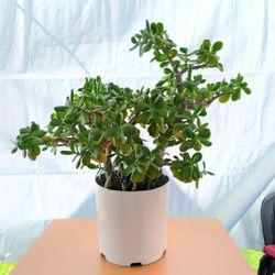 Mature Jade Plant 28 inches tall over 5 years old
