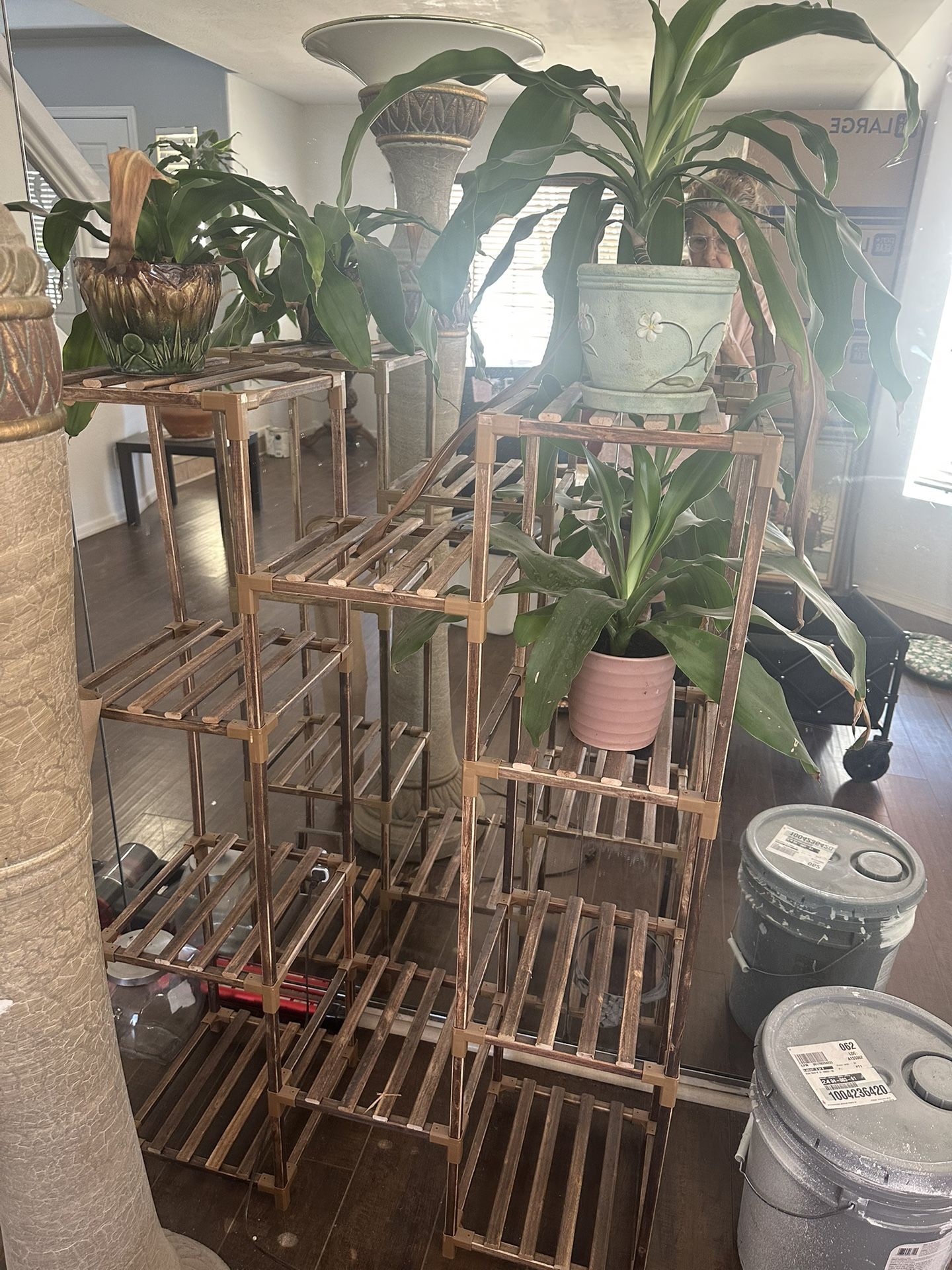Plant stand with three corn plants and vintage pots