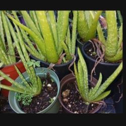 Aloe Vera Potted Houseplant
