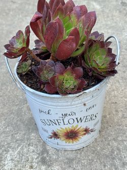 Potted succulent