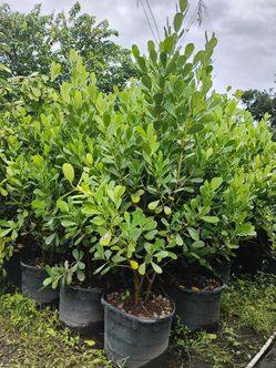 Claudia 6.5-7'ft $95