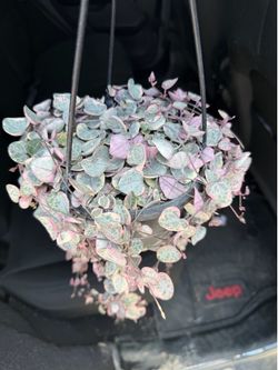 Plant Variegated string of hearts