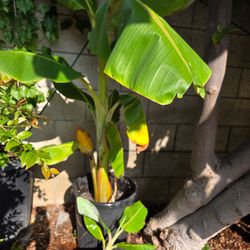 Blue Java Ice Cream Banana Tree 5 Feet