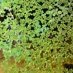 Floating Aquarium Plants