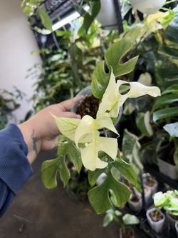 Tetra white Monster