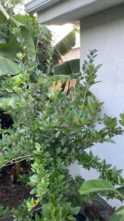 Tejocote fruit tree Mexican hawthorn