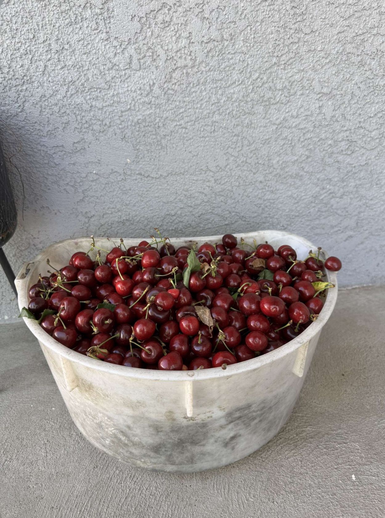 FRESHLY PICKED CHERRY FOR SALE