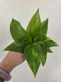 Neon Queen Pothos Plant Cuttings