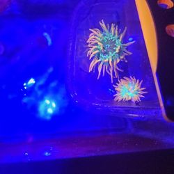 Fake Anemonme Small Free