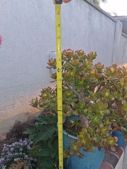 Desert plants