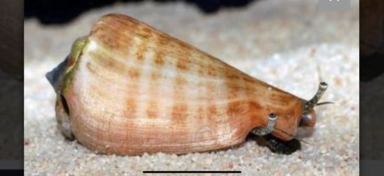 Sand Tiger Conch