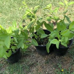 Planta Insulina Para Diabetes Tiene Muchas Beneficios
