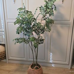 Indoor plant tree over 5ft tall