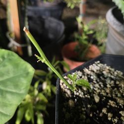 Passion Fruit Passiflora Purple Flower Vine Plant