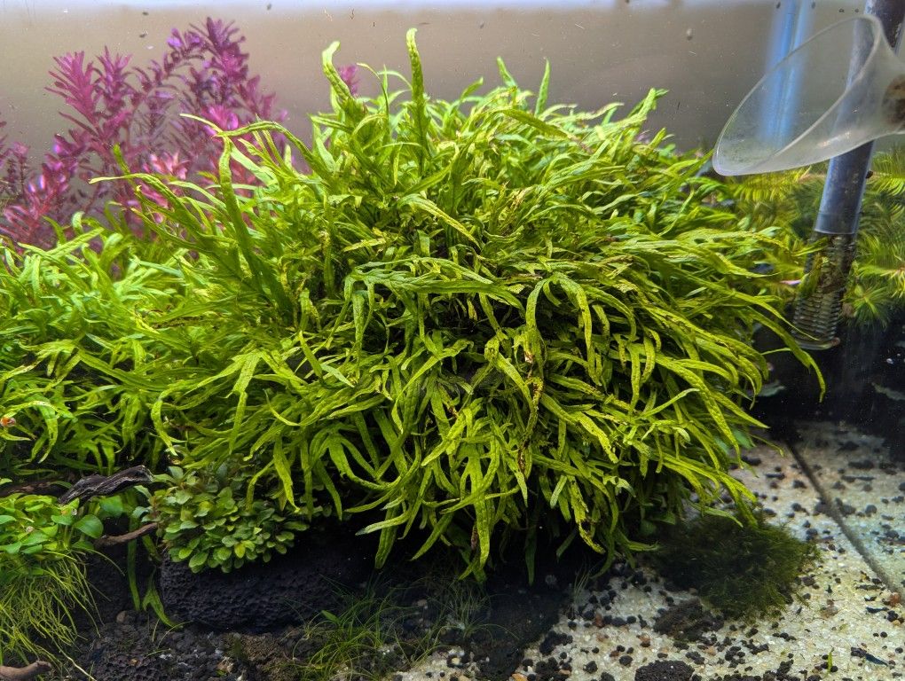 Large Java Fern Trident Mini