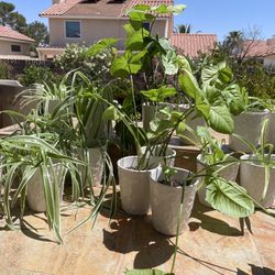 Houseplants $6 each (incl 6" ceramic pot)  Zip-89117