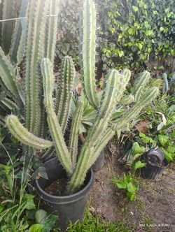 Cactus Plant
