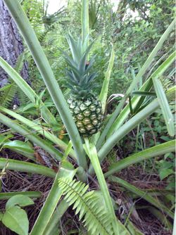 Pineapple plants $6.00 EACH, CASH, TEXT FOR PRICES.