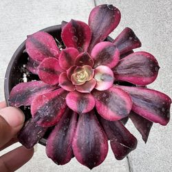 Aeonium Succulent 