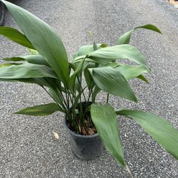 Aspidistra