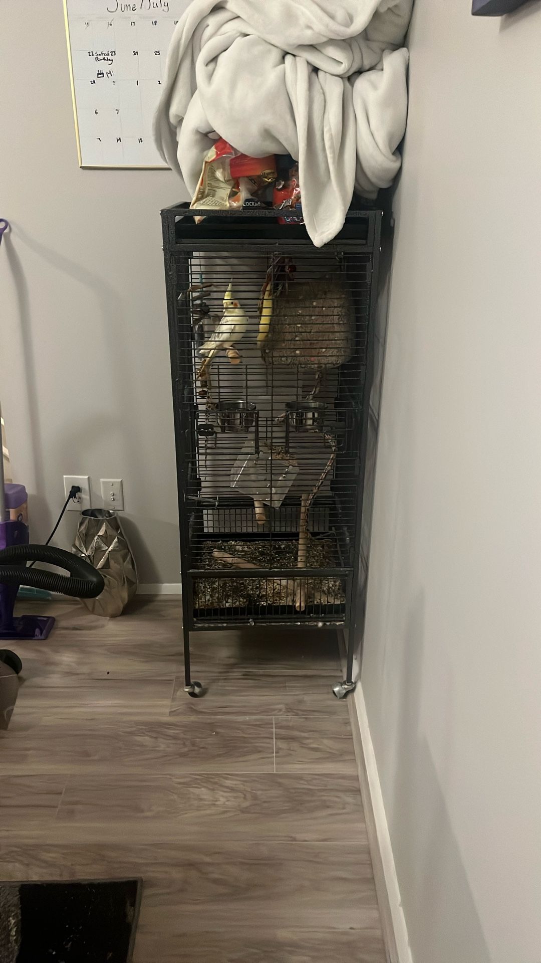 Bird Cage 