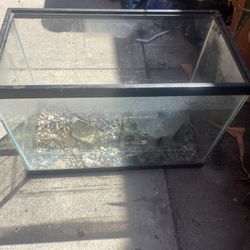Fish Tank 